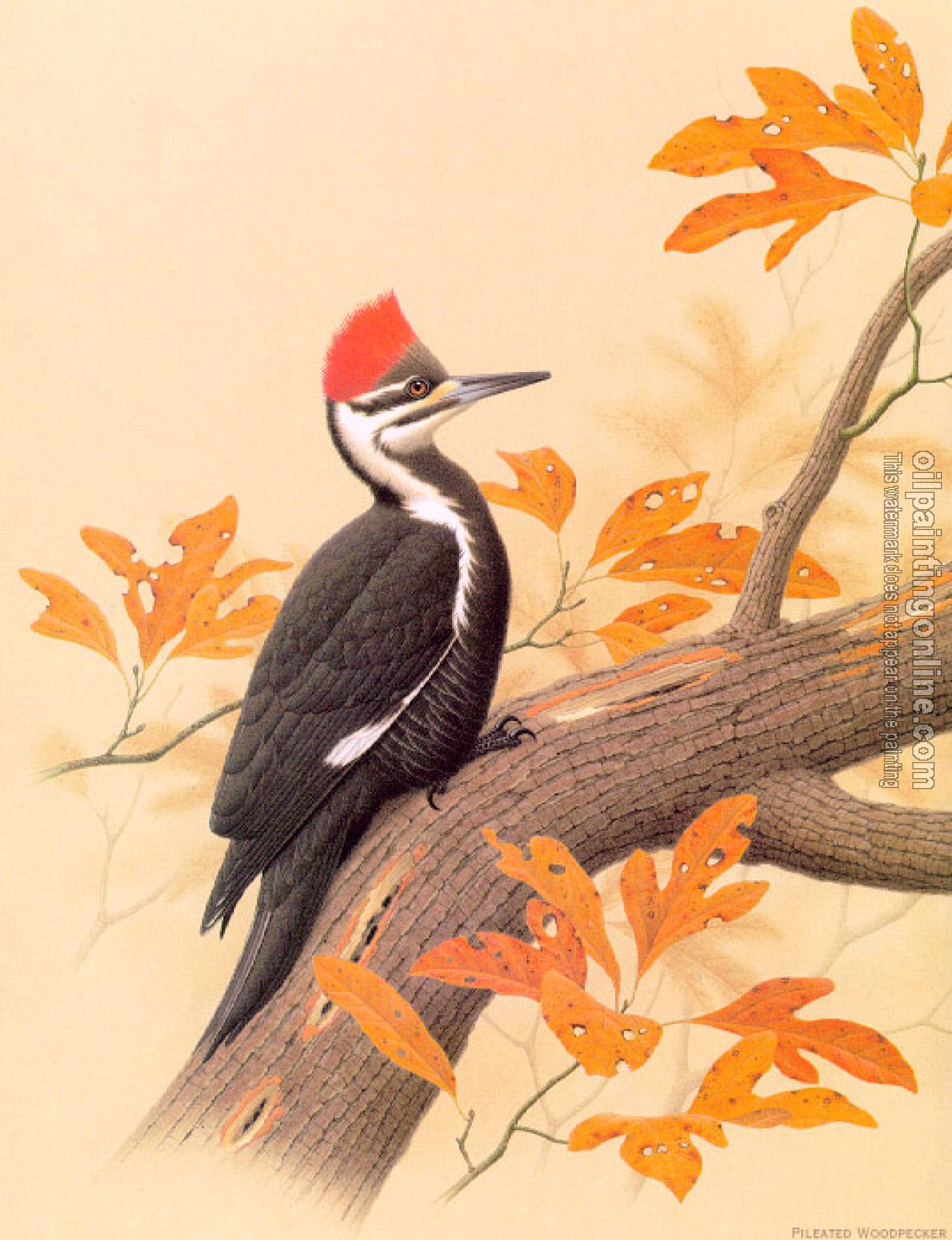 William Zimmerman - Pileated Woodpecker